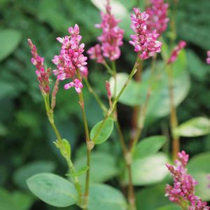 アイ(藍),ハーブガーデン,ウォーキング,タデ好きタデ族,お出かけ先の画像